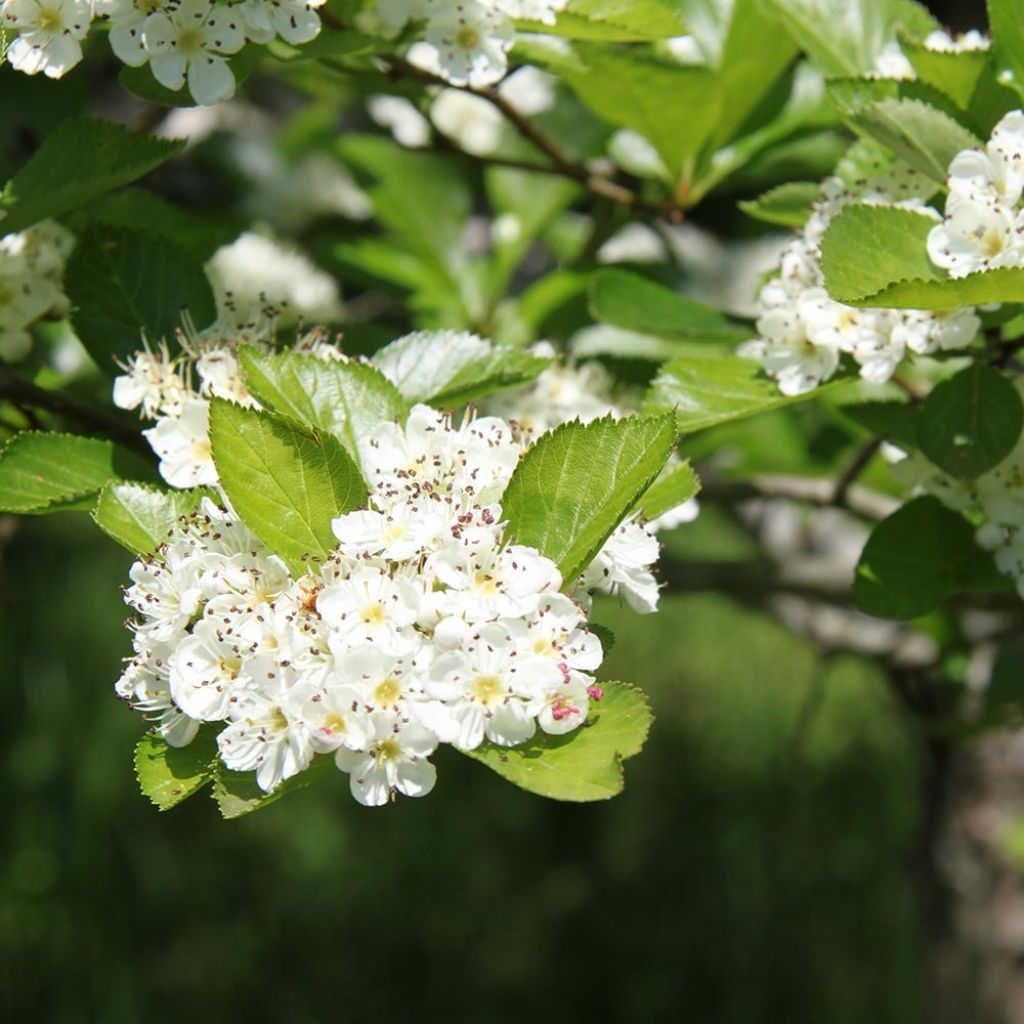 Crataegus prunifolia Splendens - Espino