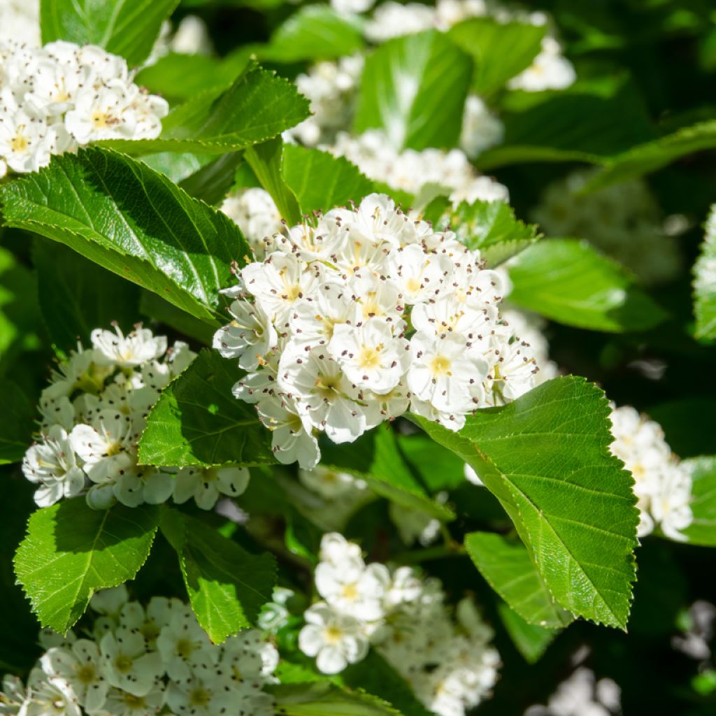 Crataegus prunifolia Splendens - Espino