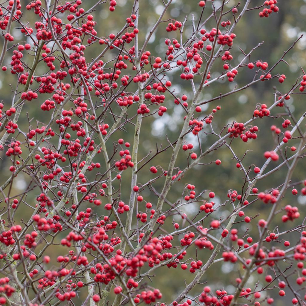 Crataegus prunifolia Splendens - Espino