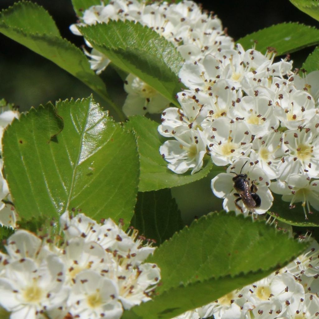 Crataegus prunifolia Splendens - Espino