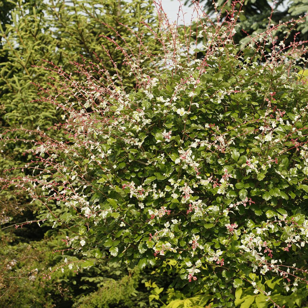 Espino albar - Crataegus monogyna Gireoudii