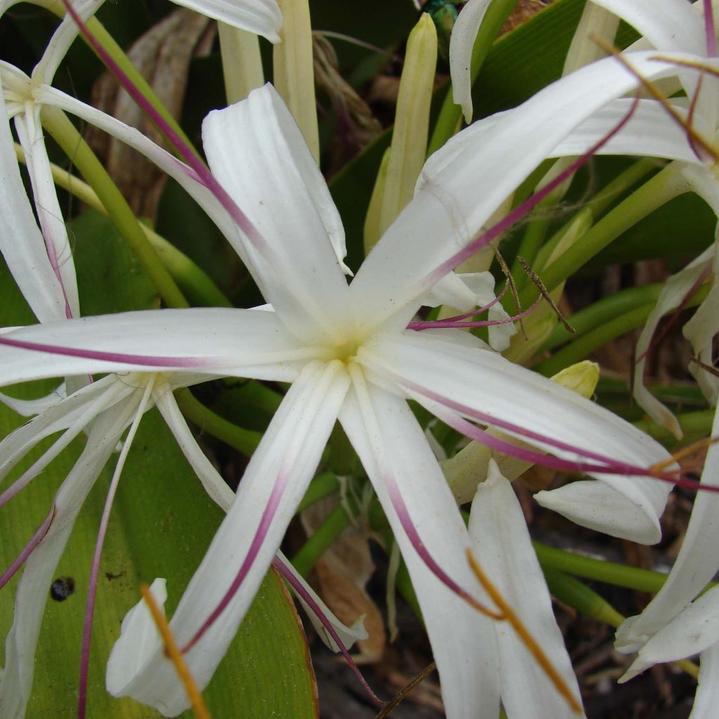 Crinum asiaticum - Crinum asiatique