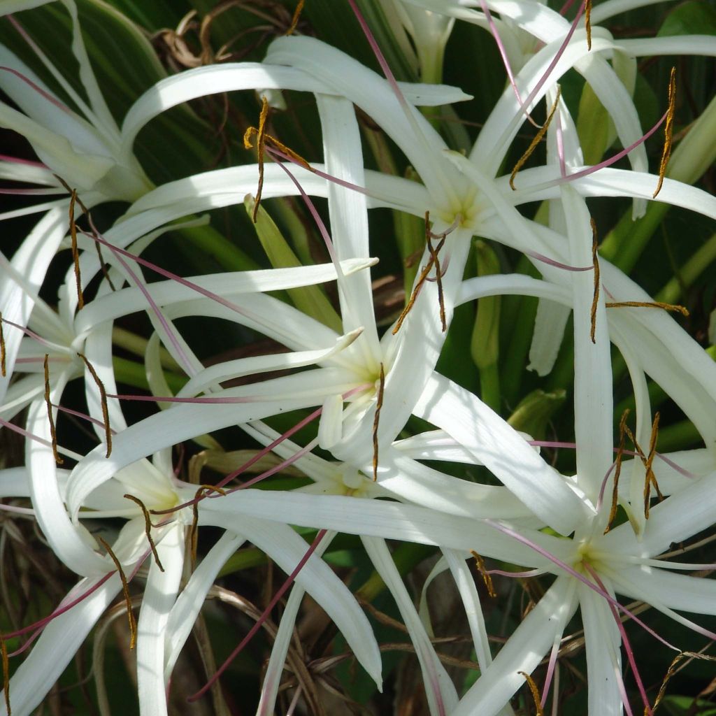 Crinum asiaticum - Crinum asiatique