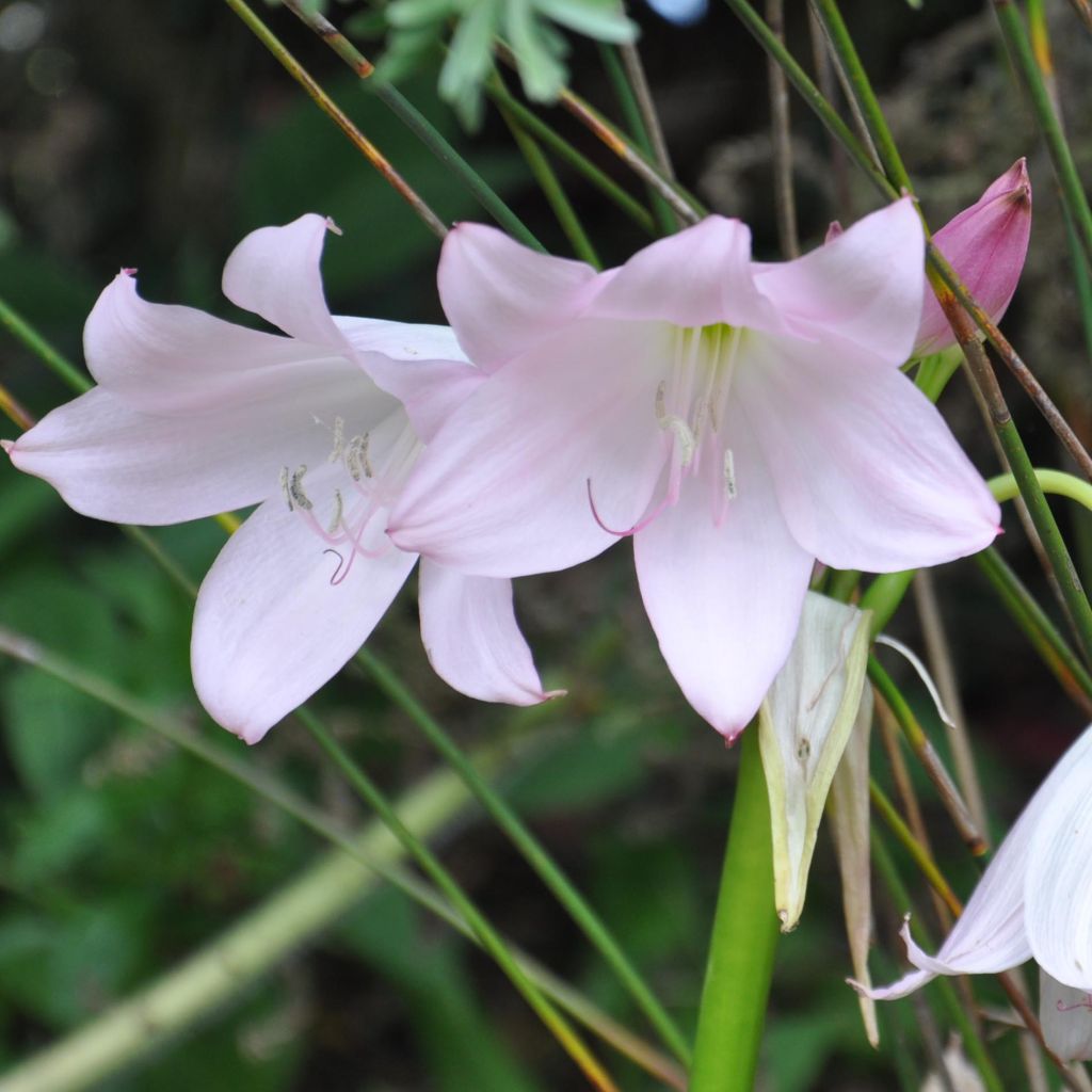 Crinum moorei