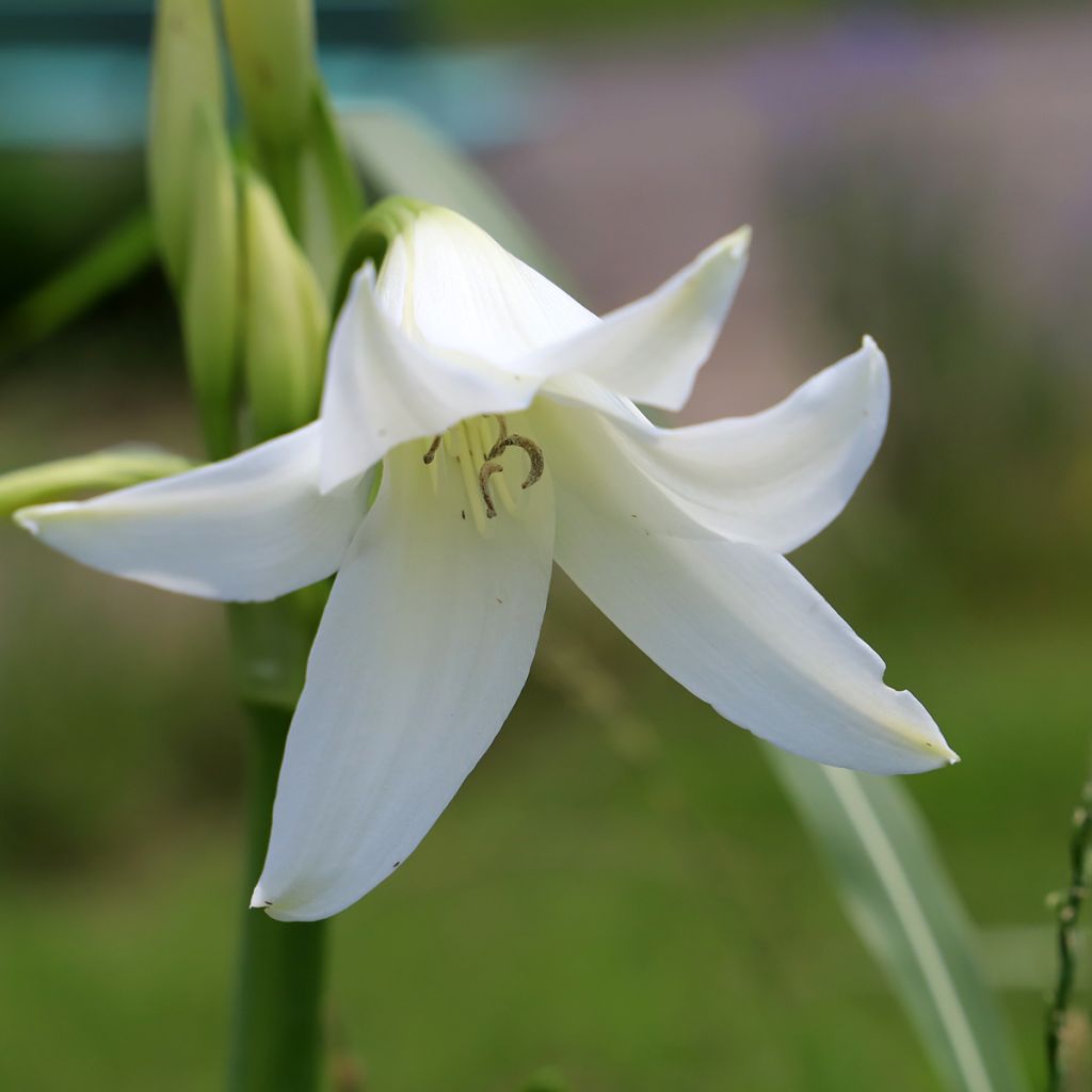 Crinum powellii Album - Lirios de pantanos