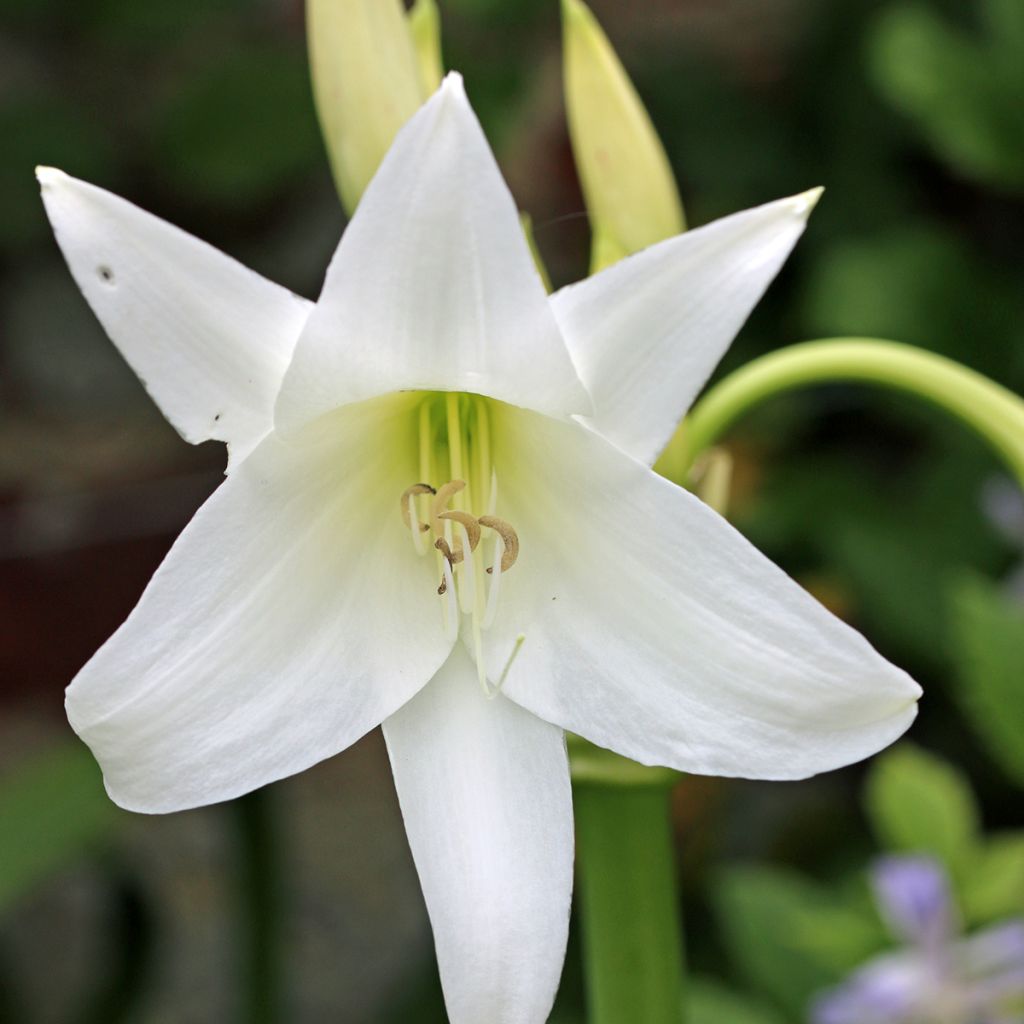 Crinum powellii Album - Lirios de pantanos