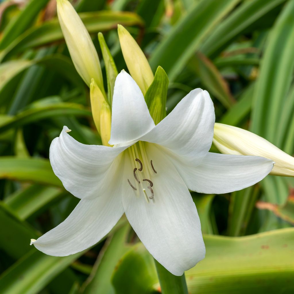 Crinum powellii Album - Lirios de pantanos