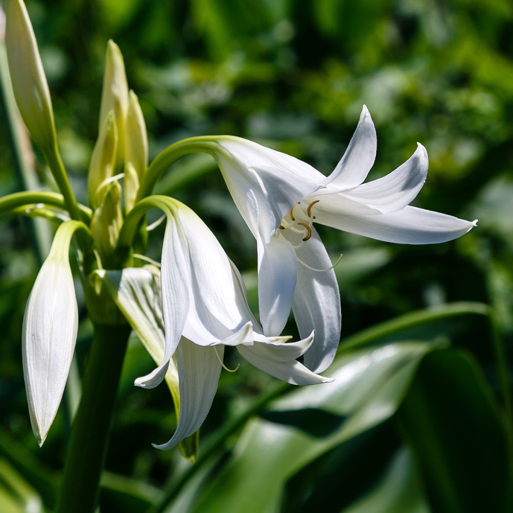 Crinum powellii Album - Lirios de pantanos