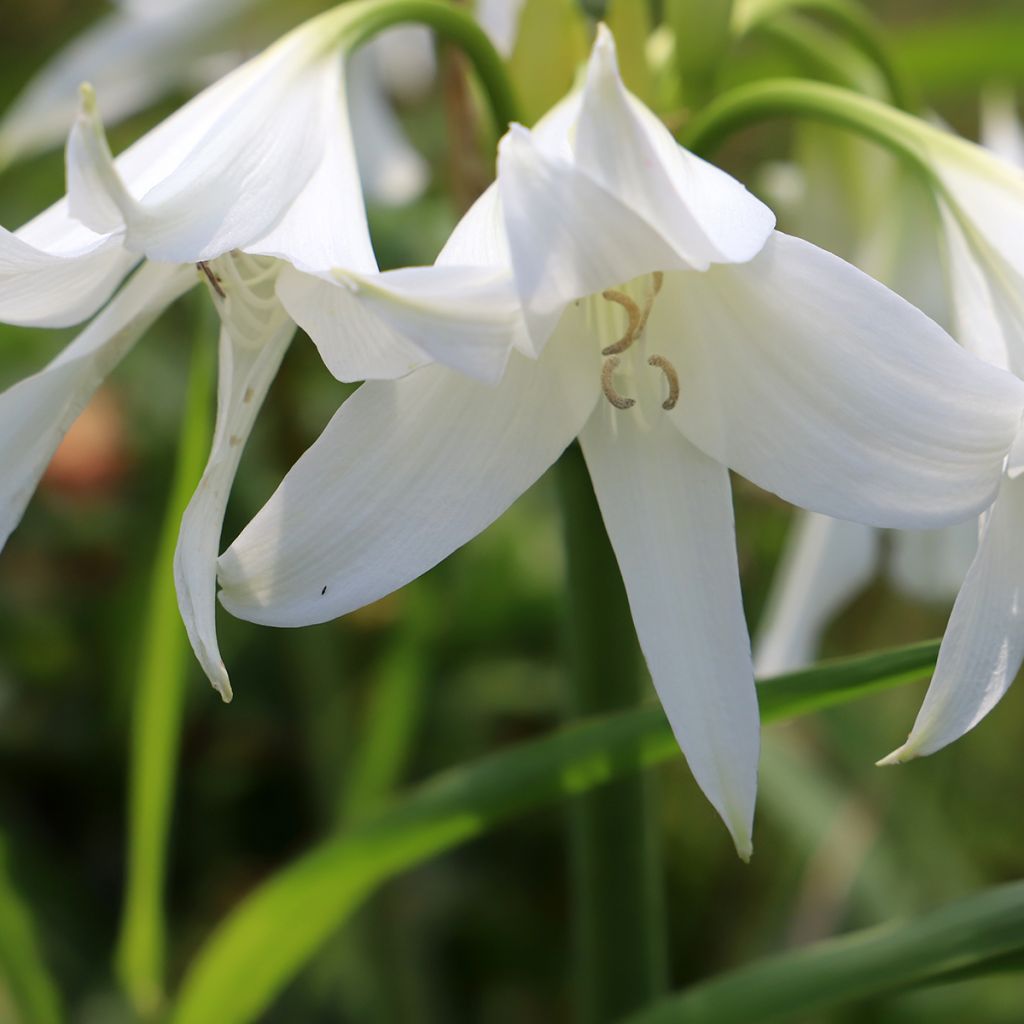 Crinum powellii Album - Lirios de pantanos