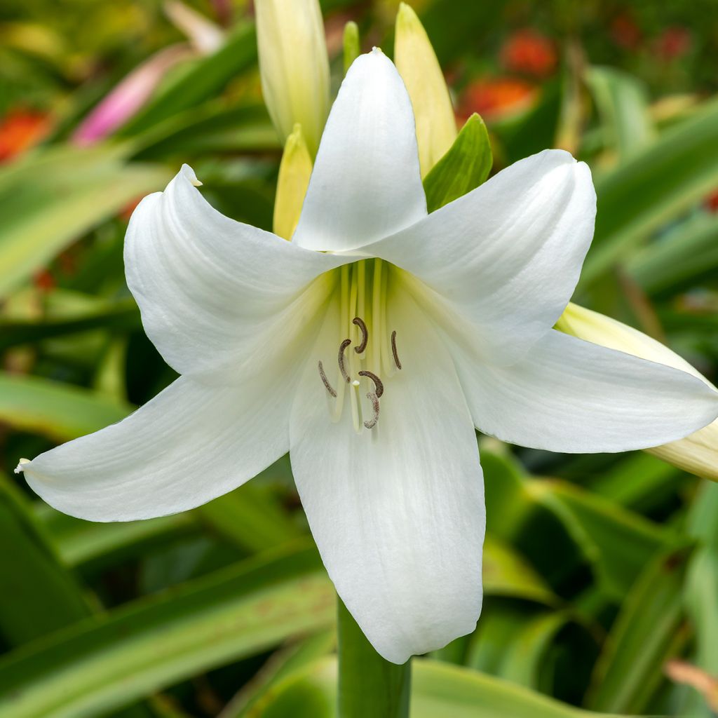 Crinum powellii Album - Lirios de pantanos