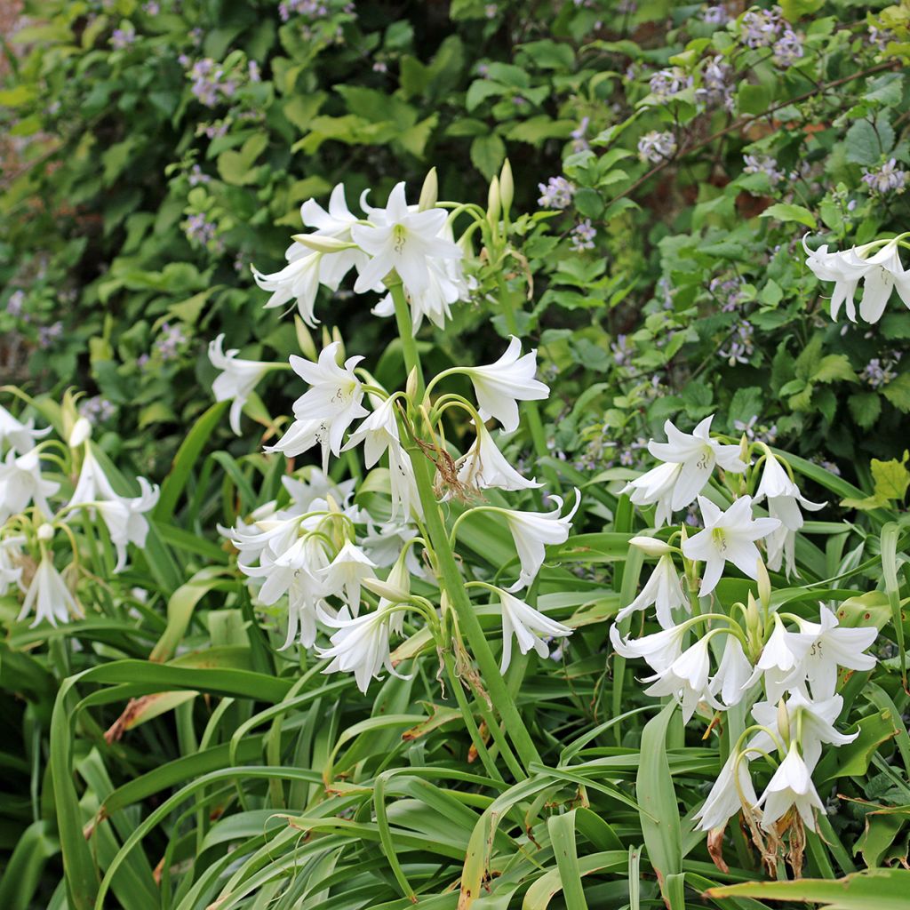 Crinum powellii Album - Lirios de pantanos