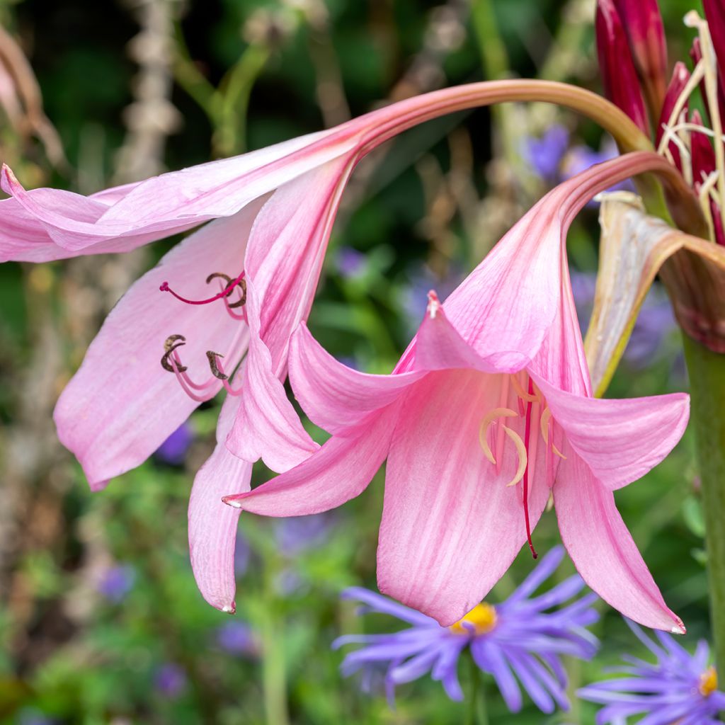 Crinum powellii Rosea - Lirios de pantanos