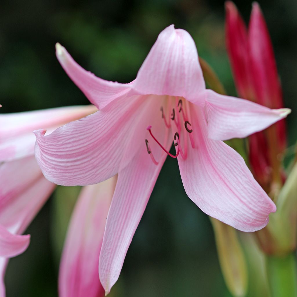 Crinum powellii Rosea - Lirios de pantanos