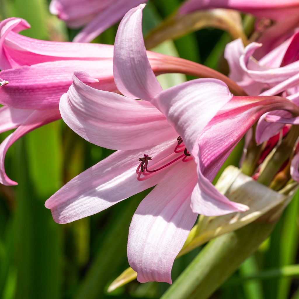 Crinum powellii Rosea - Lirios de pantanos