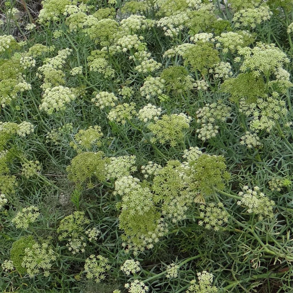 Crithmum maritimum - Crithme maritime ou Criste marine