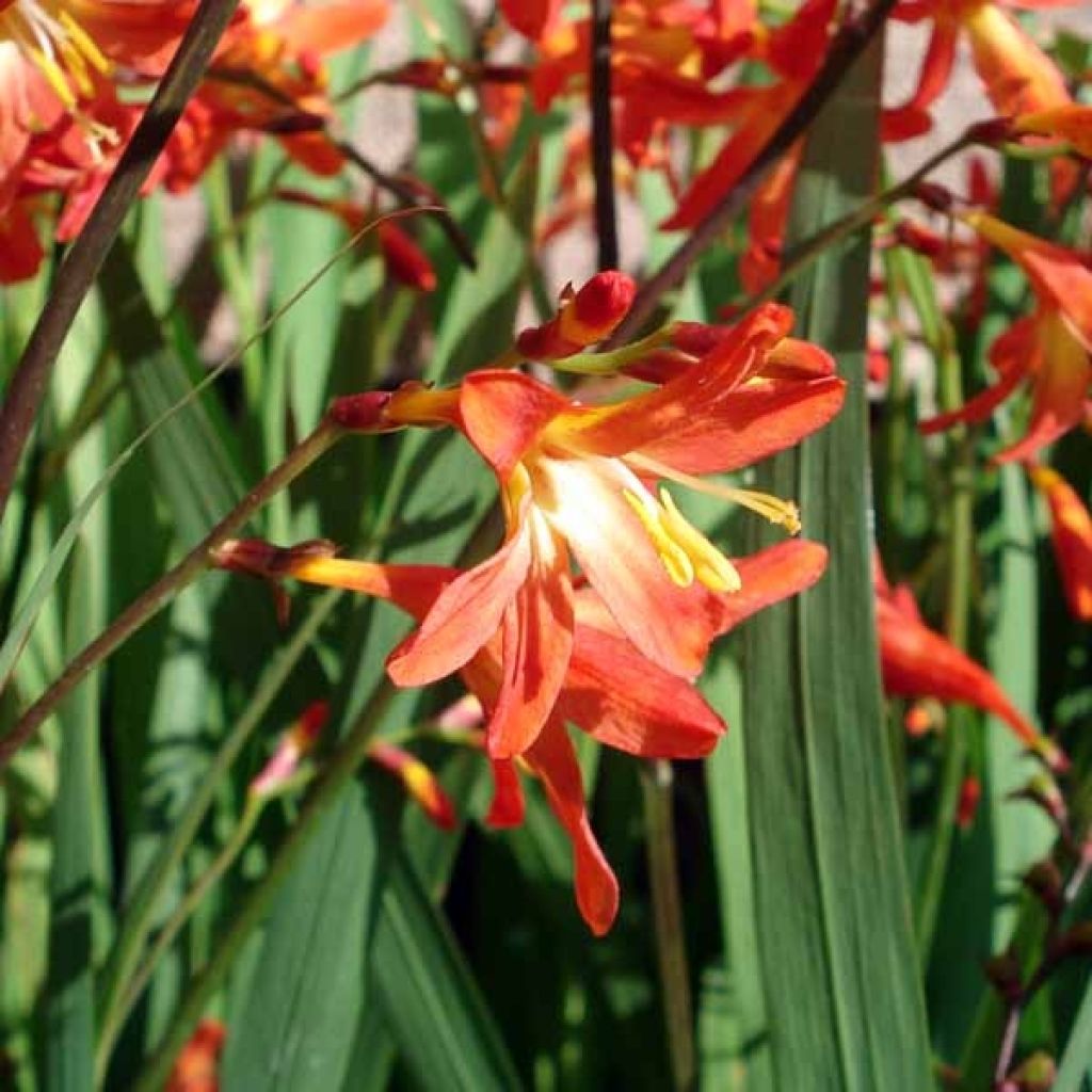 Crocosmia crocosmiiflora Carmine Brillant