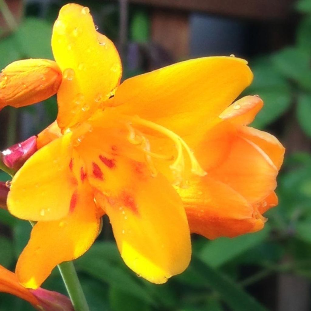 Crocosmia Columbus - Montbretia jaune d'or griffé de rouge-orangé