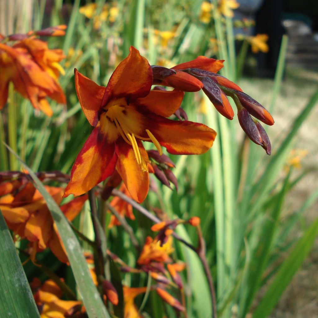 Crocosmia crocosmiflora Emily McKenzie