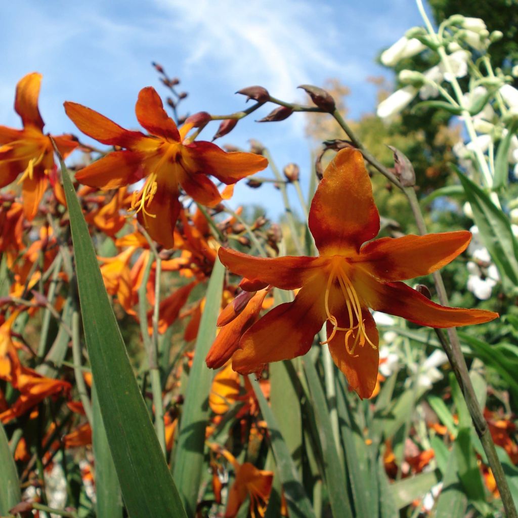 Crocosmia crocosmiflora Emily McKenzie