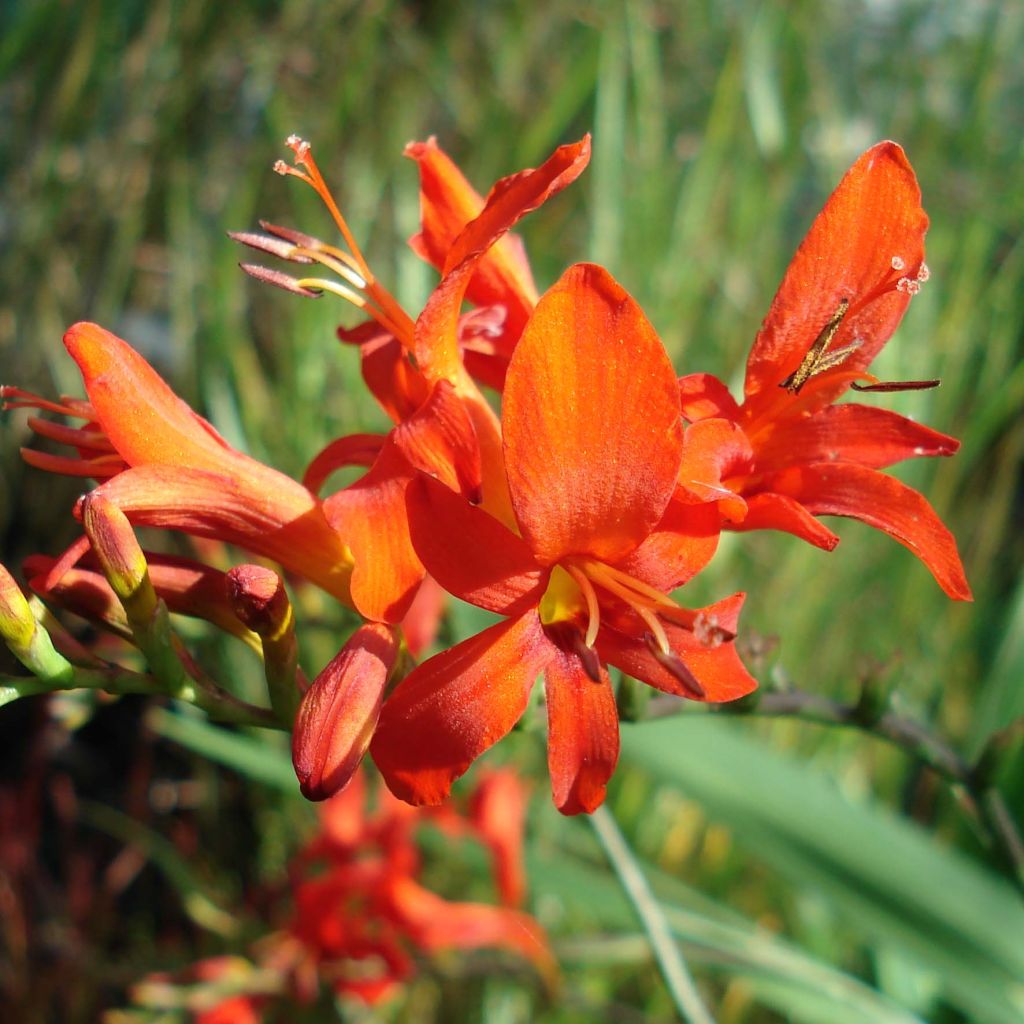 Crocosmia ou montbretia Lucifer