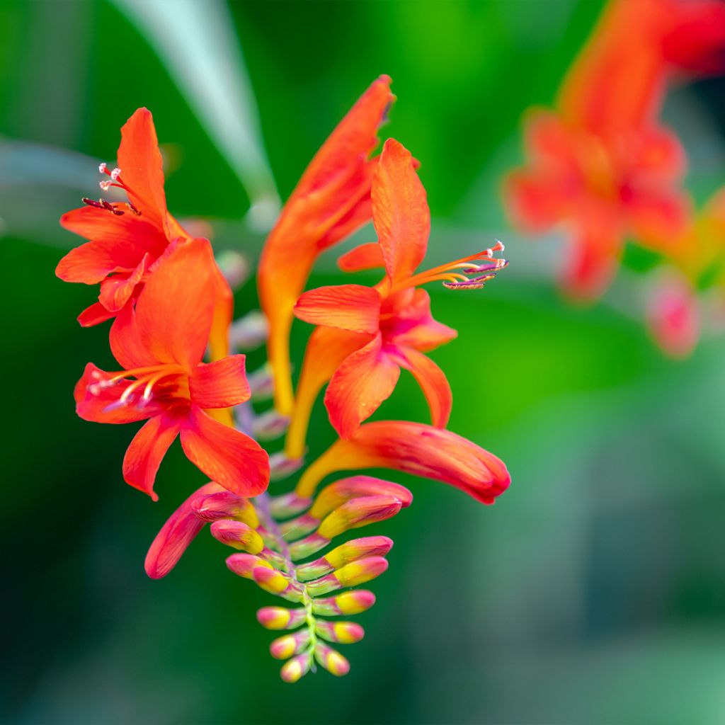 Crocosmia Lucifer - Montbretia rouge écarlate