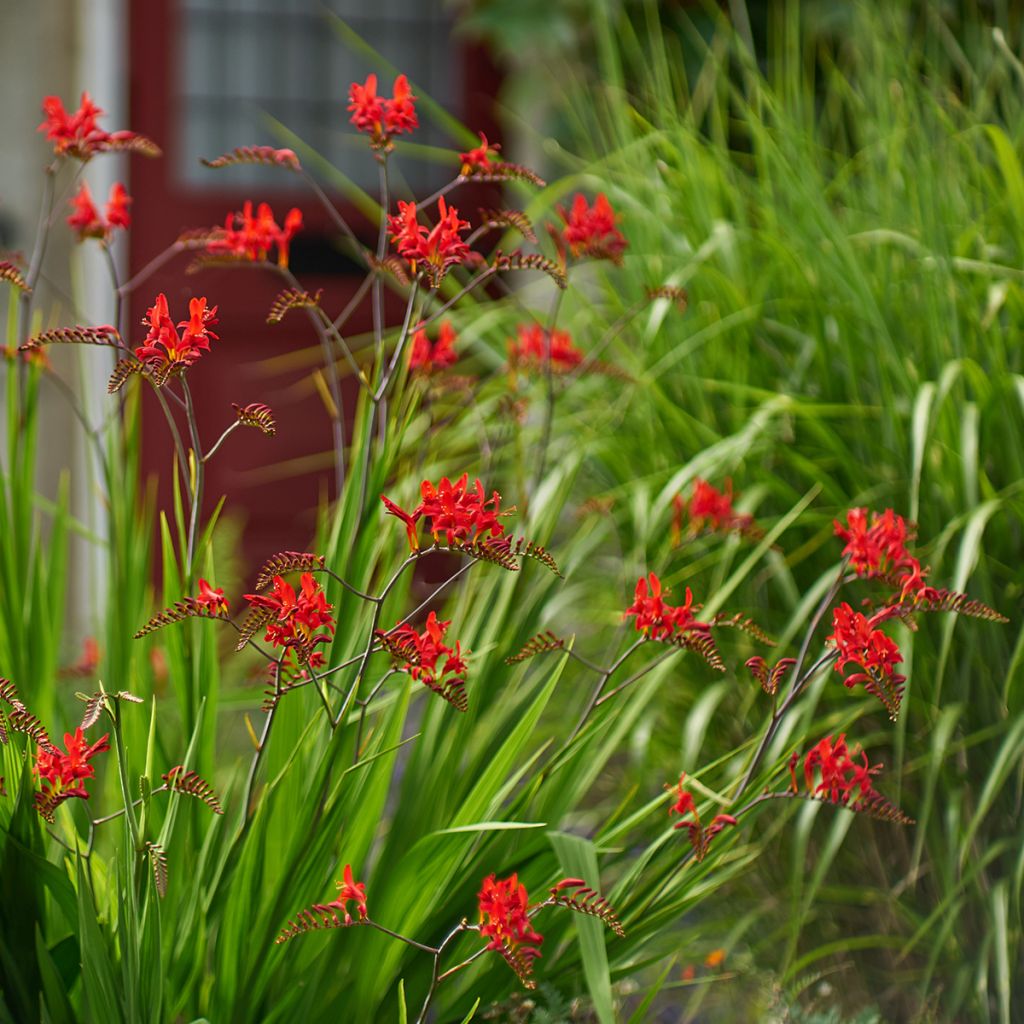 Crocosmia Lucifer - Montbretia rouge écarlate