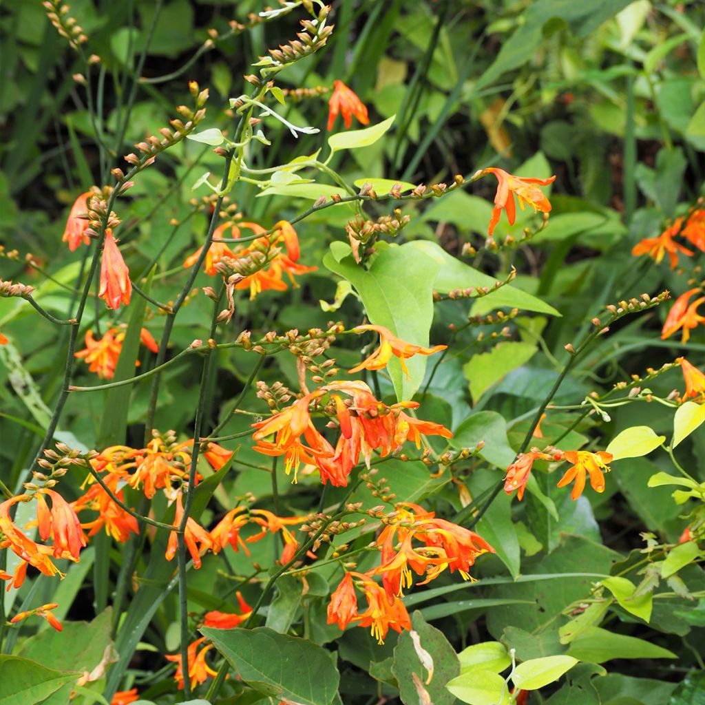 Crocosmia hybride Star of the East - Montbretia