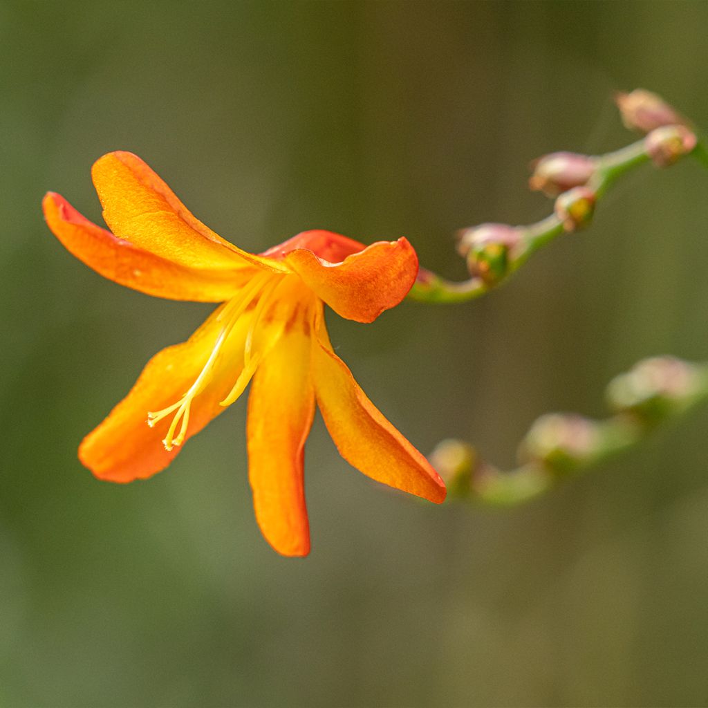 Crocosmia hybride Star of the East - Montbretia