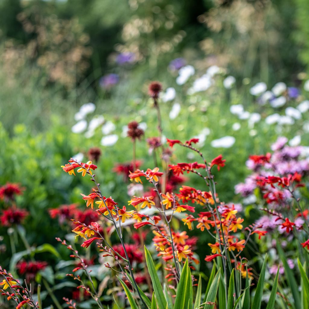 Crocosmia crocosmiflora Fire King