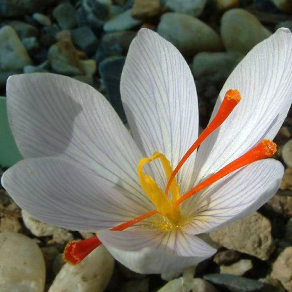 Crocus à safran blanc