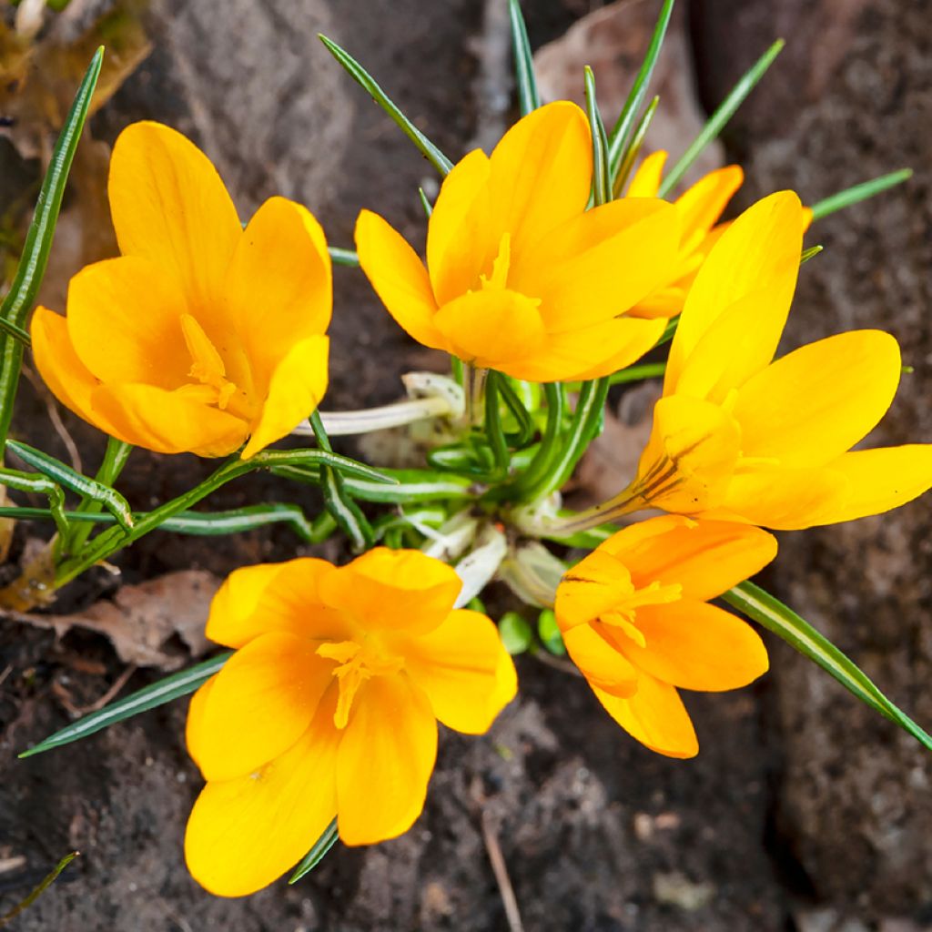 Crocus Golden Yellow