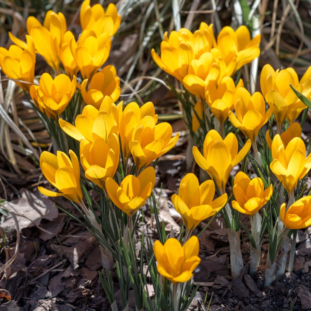 Crocus Golden Yellow