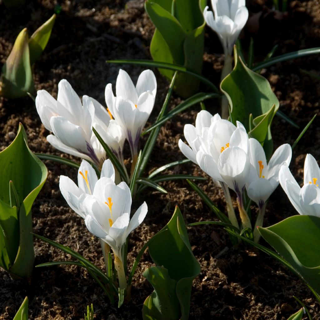 Crocus Mammouth Jeanne d'Arc