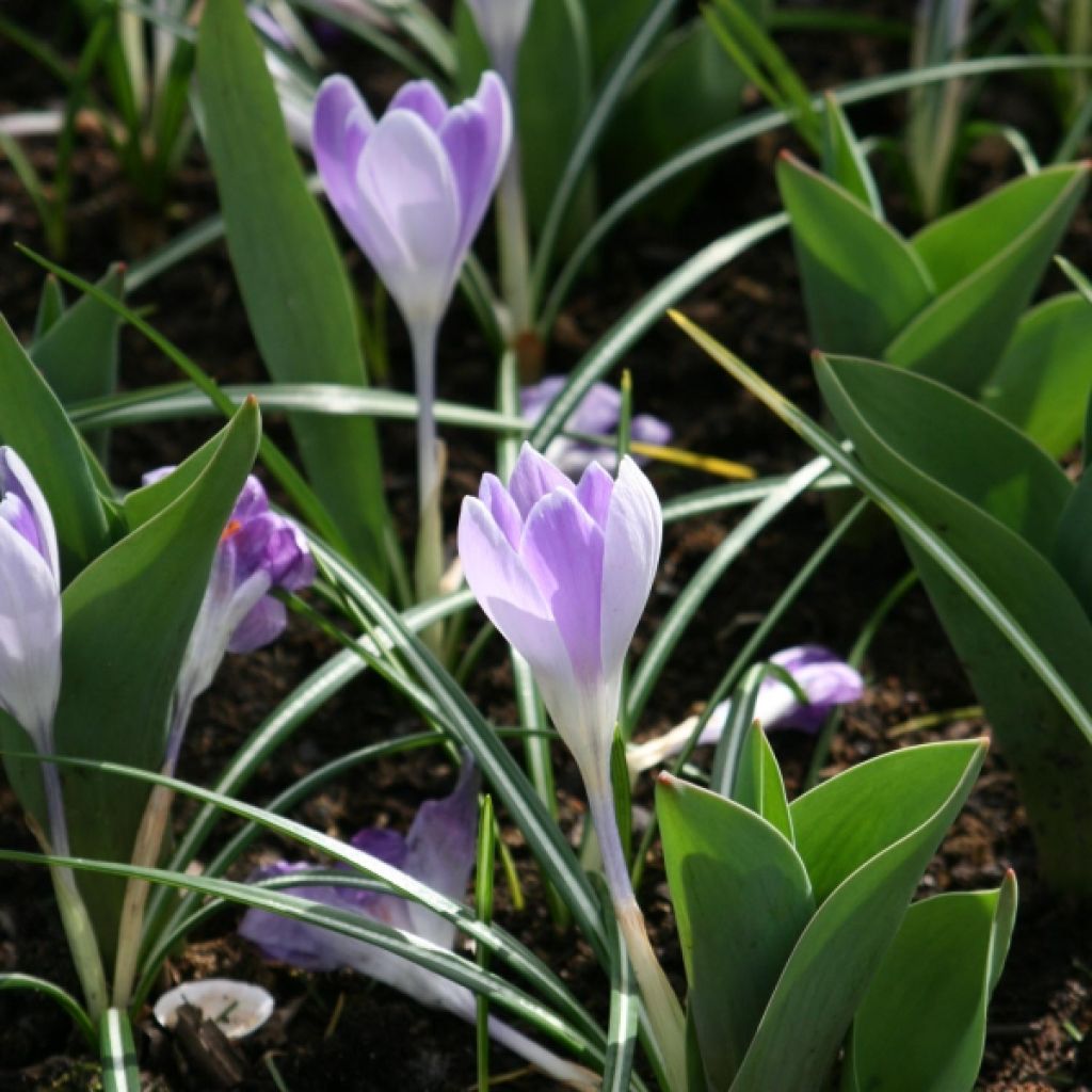 Crocus Mammouth Pickwick