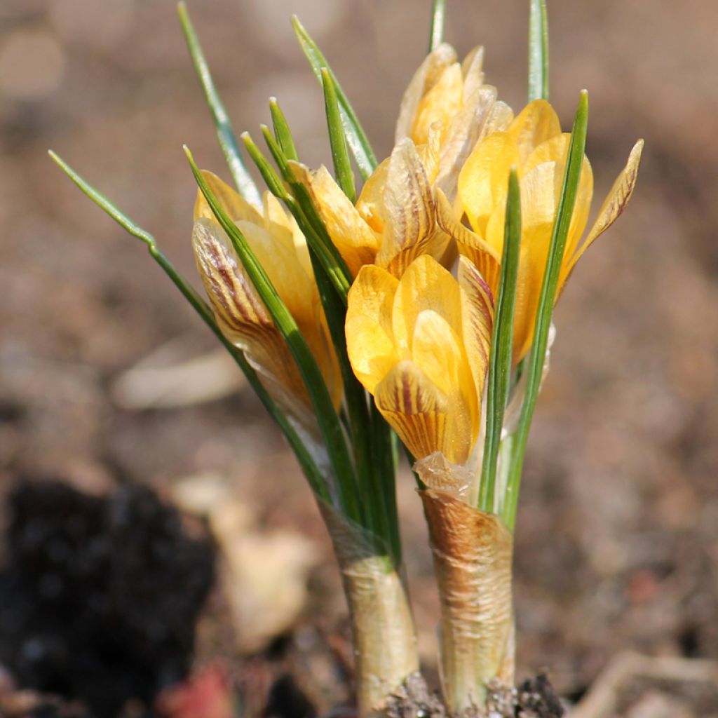 Crocus Stellaris