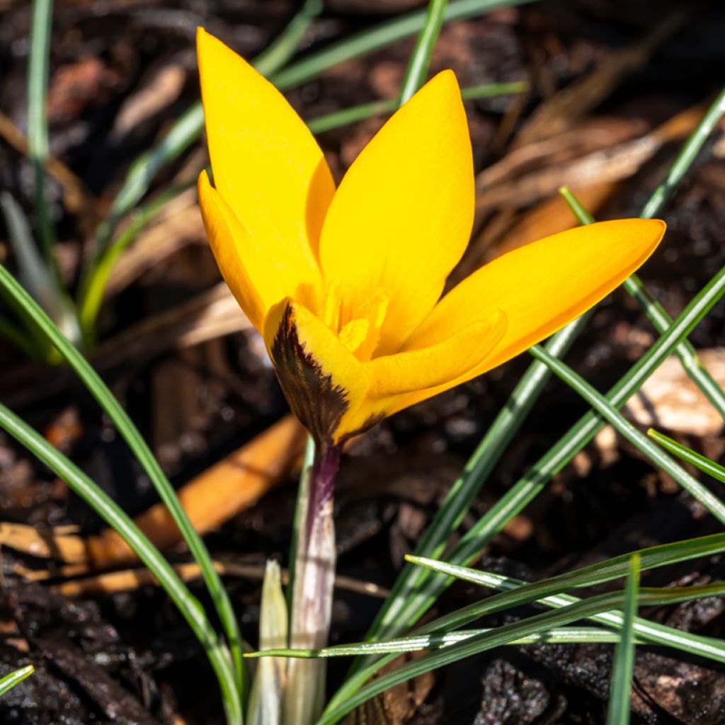 Crocus ancyrensis Golden Bunch