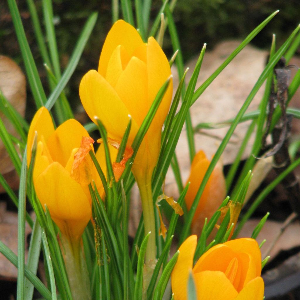 Crocus ancyrensis Golden Bunch