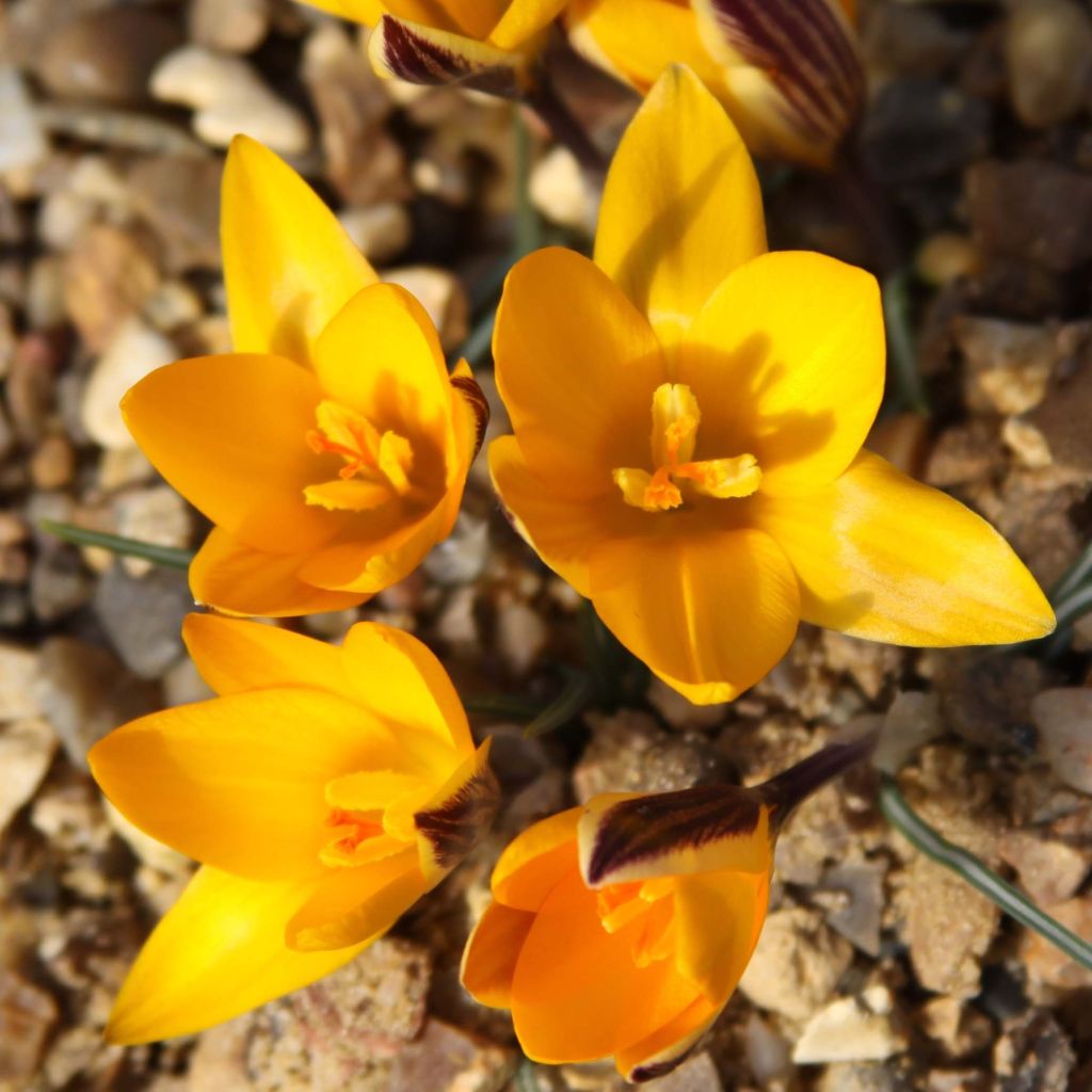 Crocus angustifolius