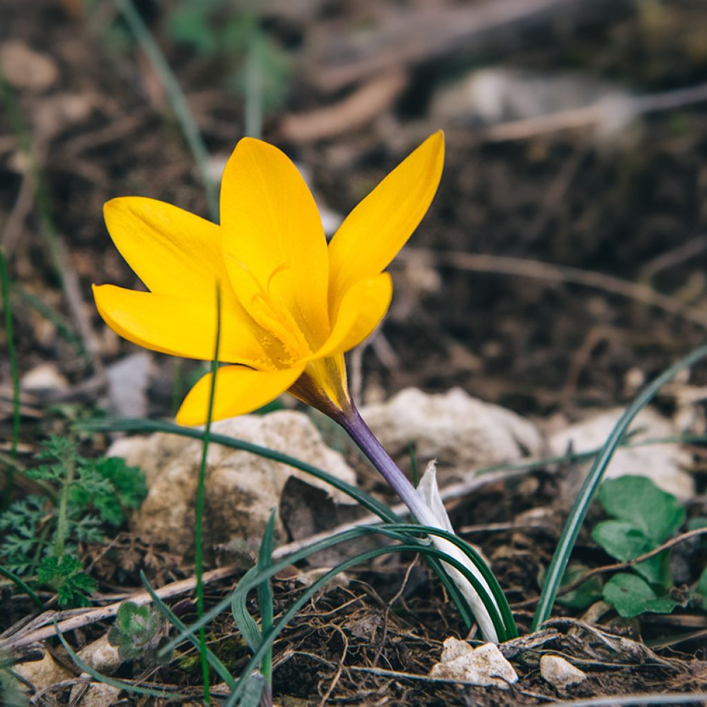 Crocus angustifolius