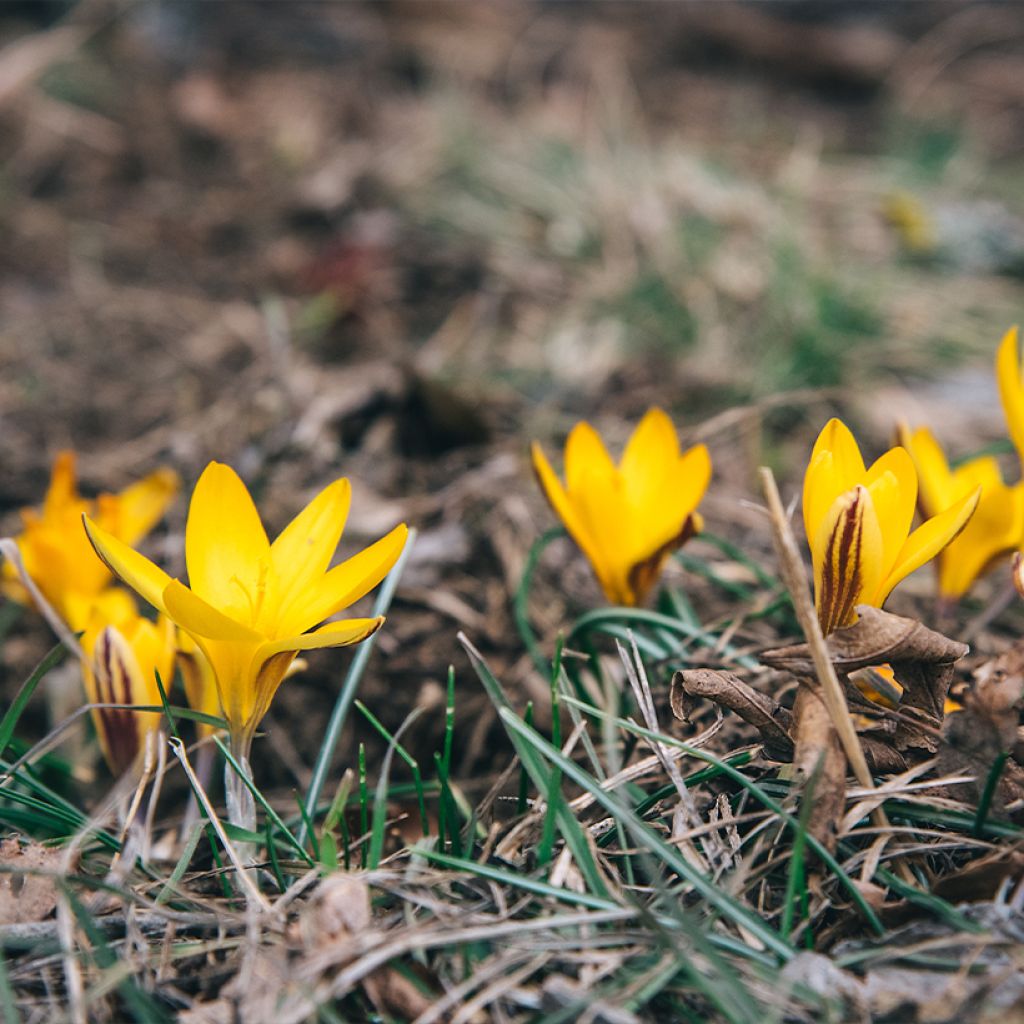 Crocus angustifolius