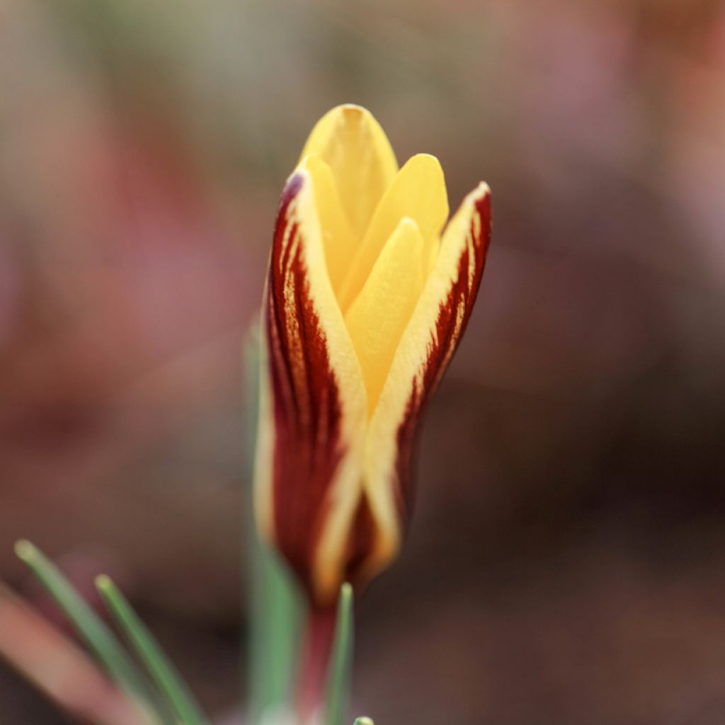 Crocus angustifolius