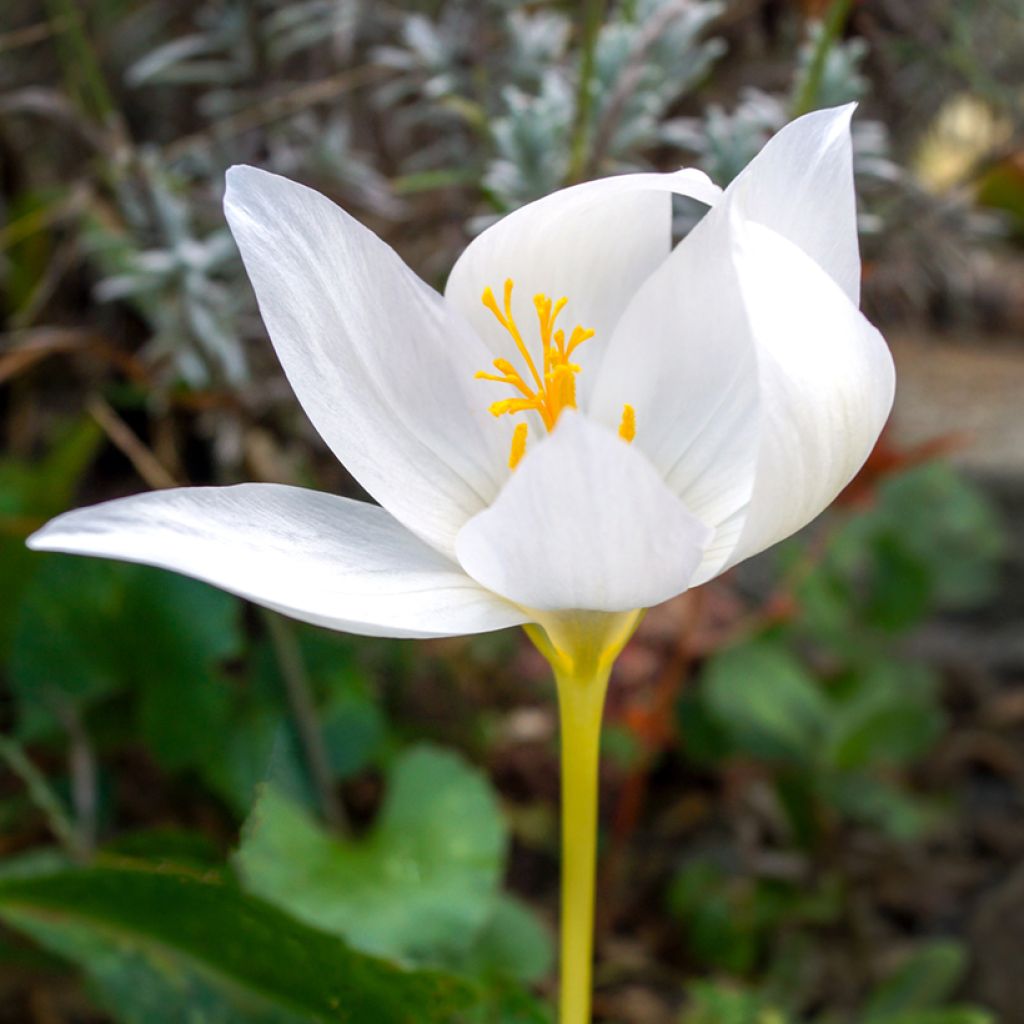 Crocus ochroleucus - Croco de otoño