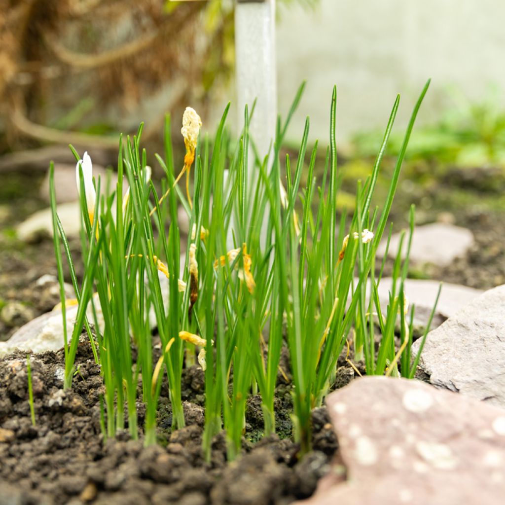 Crocus ochroleucus - Croco de otoño