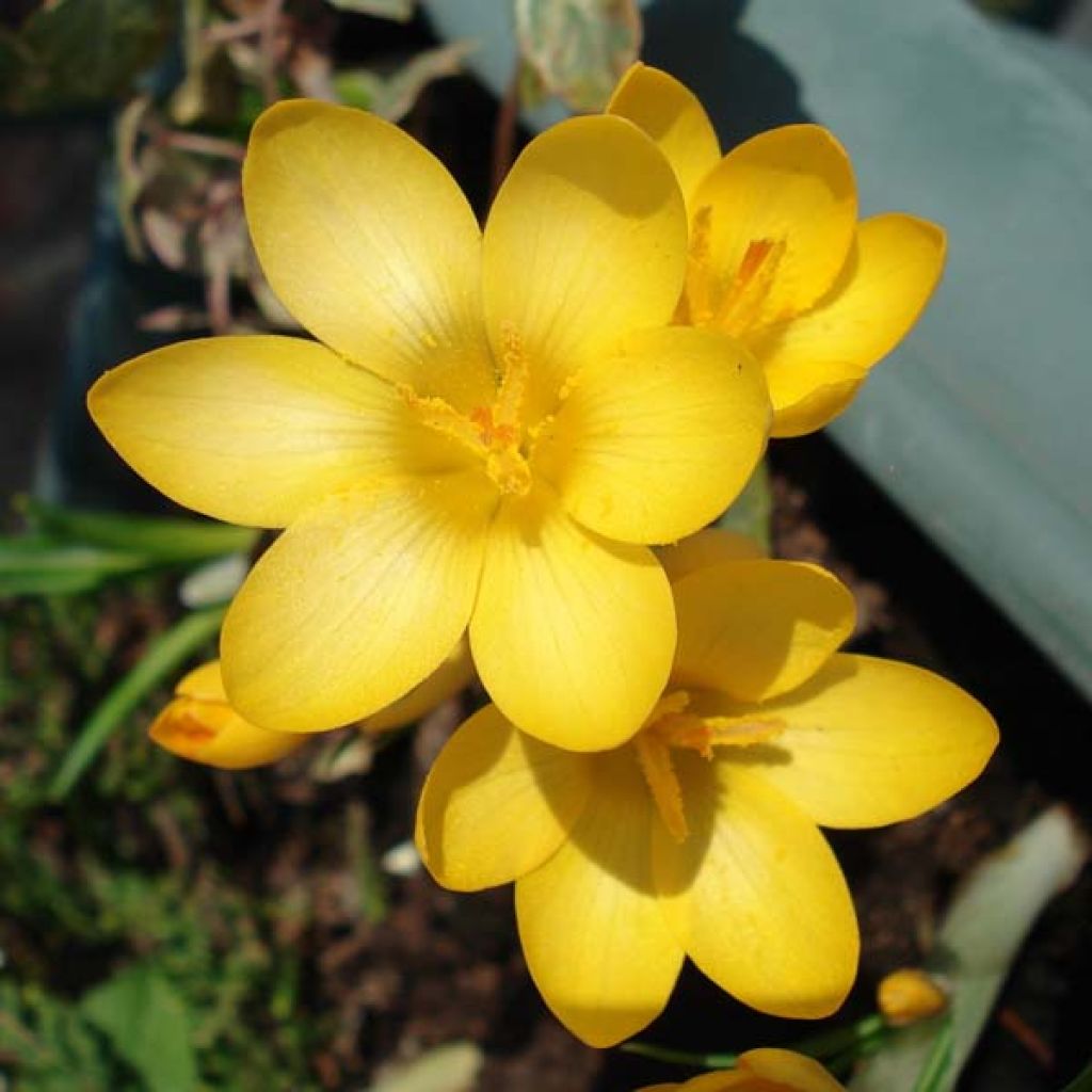 Crocus Ancyrensis