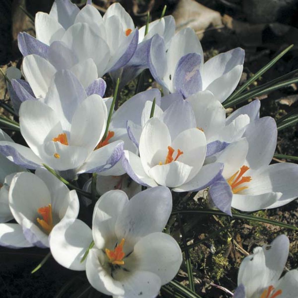 Crocus Chrysanthus Blue Pearl