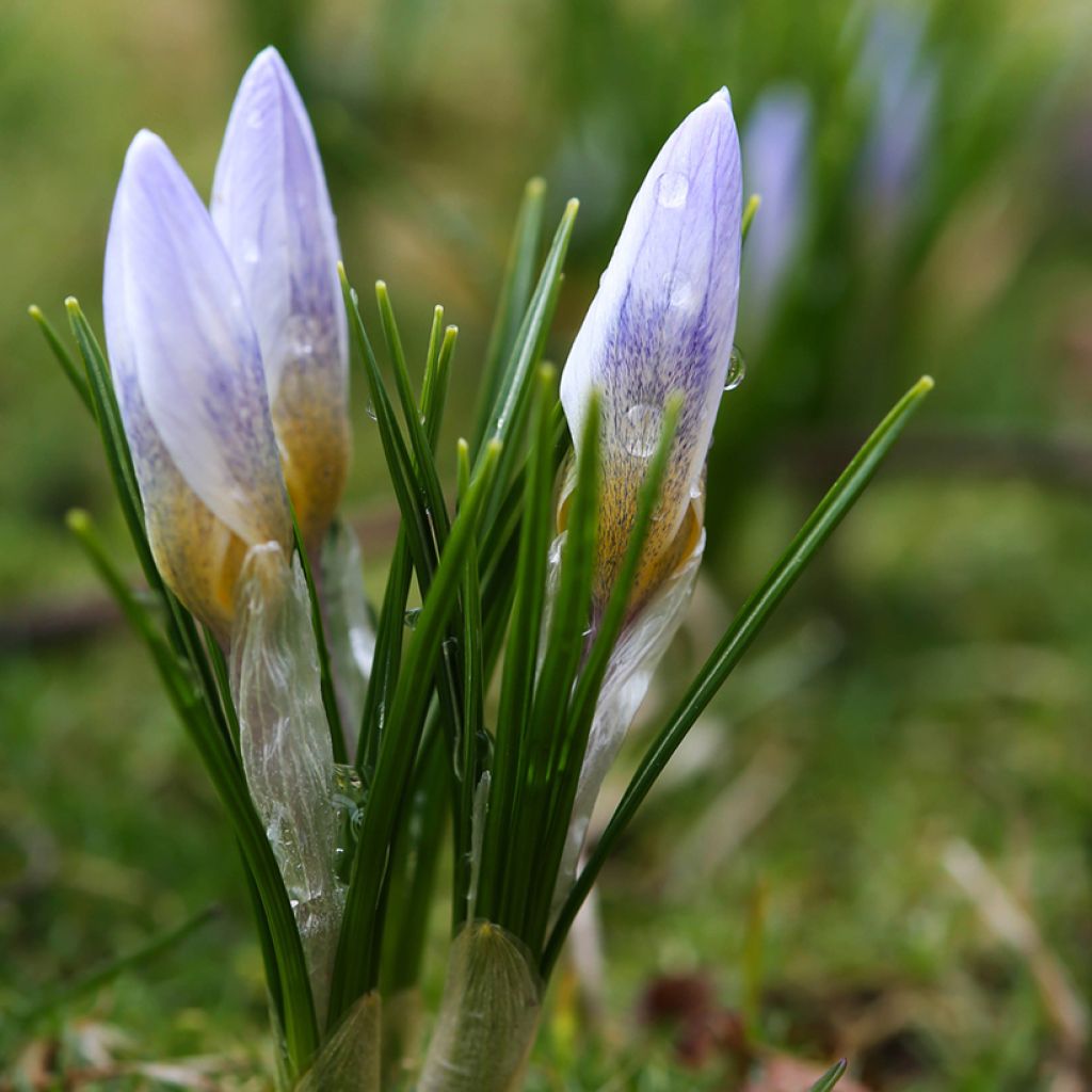 Crocus chrysanthus Blue Pearl