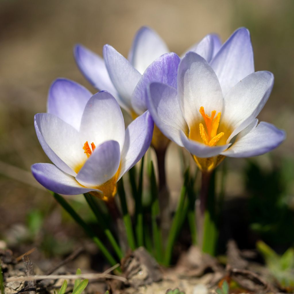 Crocus chrysanthus Blue Pearl