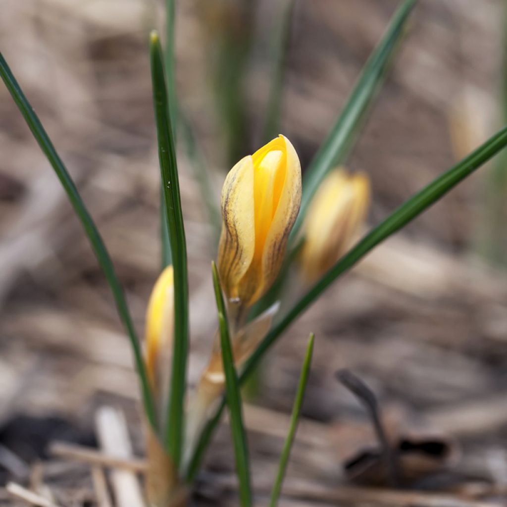 Crocus chrysanthus Fuscotinctus