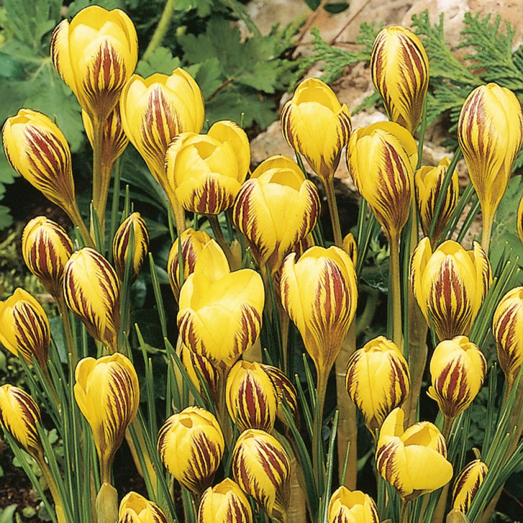 Crocus chrysanthus Gipsy Girl