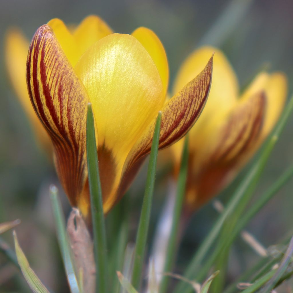 Crocus chrysanthus Gipsy Girl